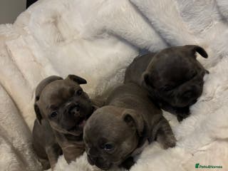 French Bulldog dogs French bulldog #fluffy#kc - Advert 2