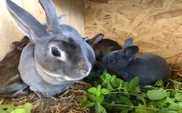 Rex rabbits for sale: Beautiful Purebred Velvet Mini Rex babies  - Image 23