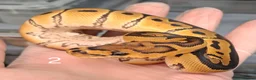 Python Snake reptiles for sale: Hatchling Royal Python's Females  - Advert 9