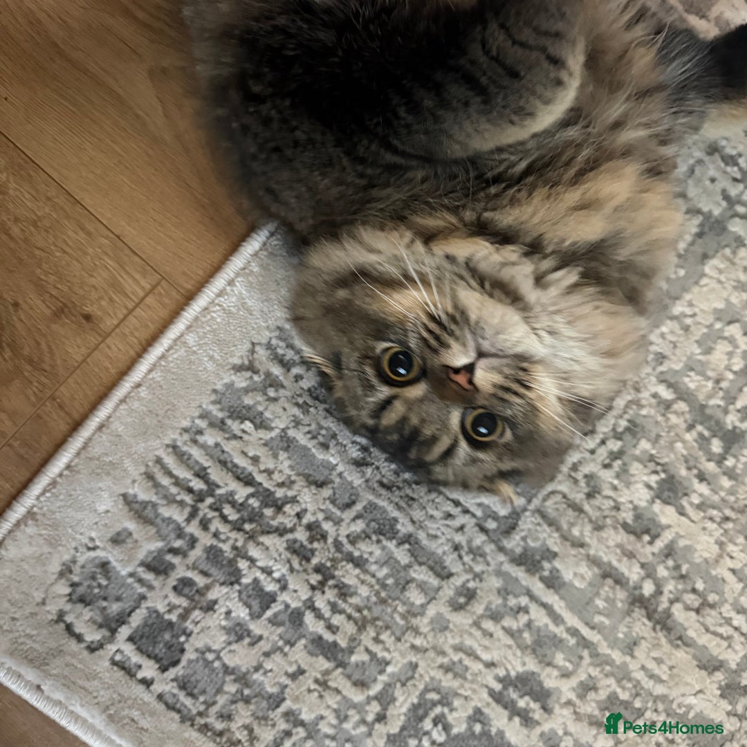 Scottish Fold cats for sale: Chinchilla Longhair Scottish Fold - Advert 2