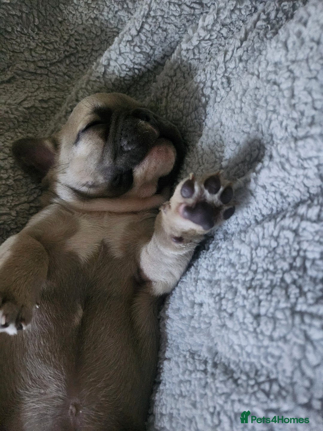 French Bulldog dogs for sale: Beautiful litter of 5 puppies - Advert 6