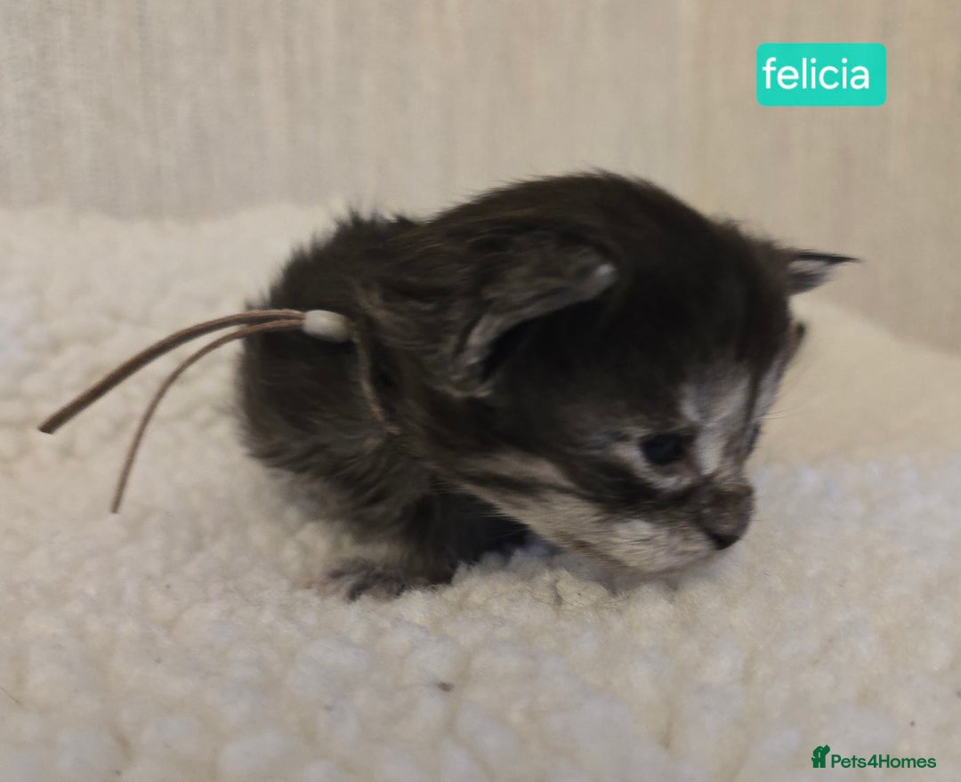 Maine Coon cats for sale: Maine Coon Kittens Smokes Large Russian Lines - Image 10