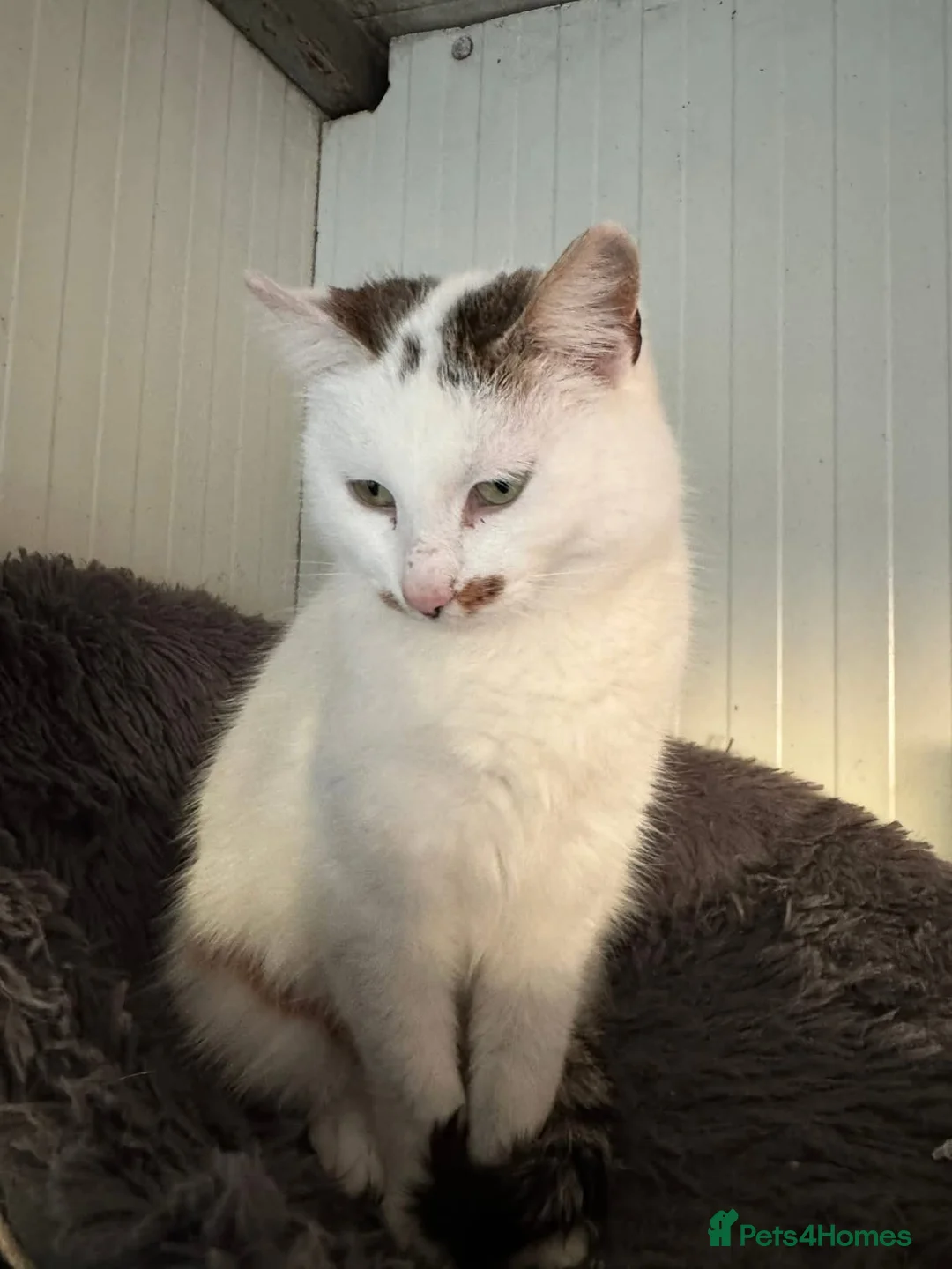 Mixed Breed cats for adoption: Victoria - Norwich Norfolk  - Advert 2