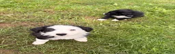 Border Collie dogs for sale: BEAUTIFUL BORDER COLLIE PUPS - Advert 11