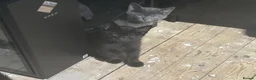 Mixed Breed cats for sale: Four half Russian blue kittens - Advert 9