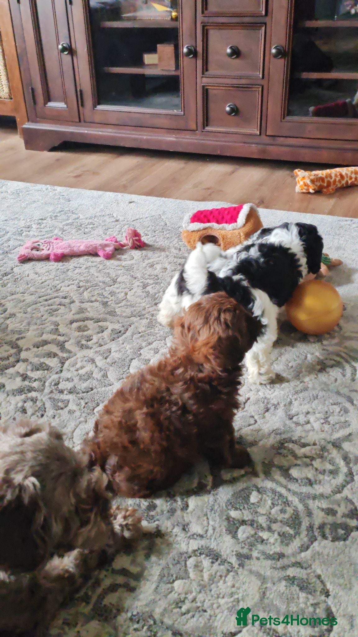 Shihpoo dogs shihpoo pups are ready 4 thr furever homes - Advert 12