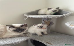 Ragdoll cats for sale: Blue point ragdoll gccf registered  - Image 2