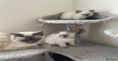 Ragdoll cats - Advert 16