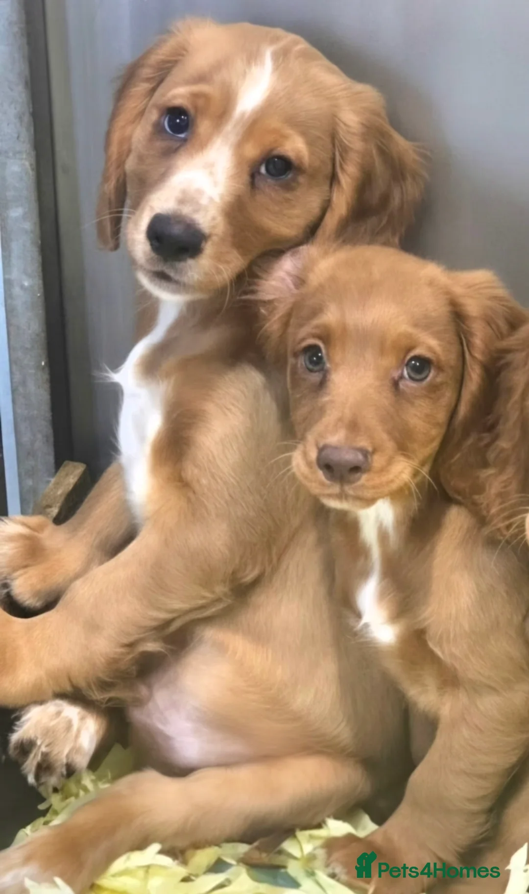 Cocker Spaniel dogs for sale: kc fully vaccinated male cocker spaniel  - Advert 2