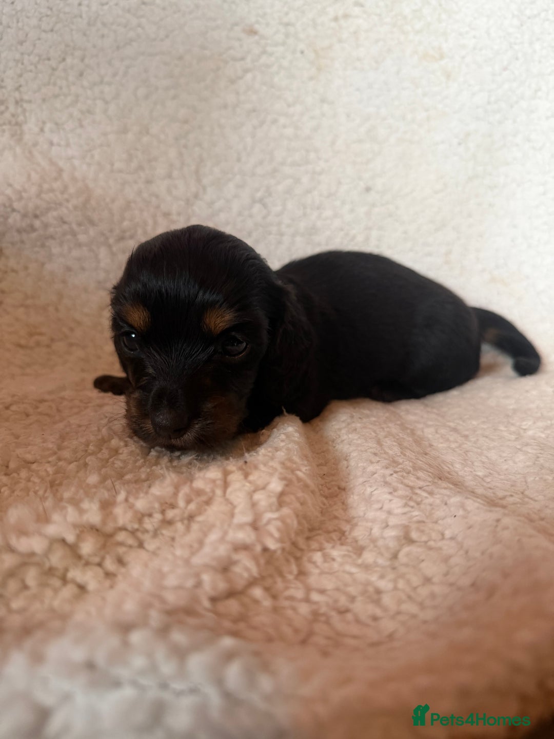 Miniature Dachshund dogs for sale: Beautiful KC silver dapple longhair miniature girl - Advert 23