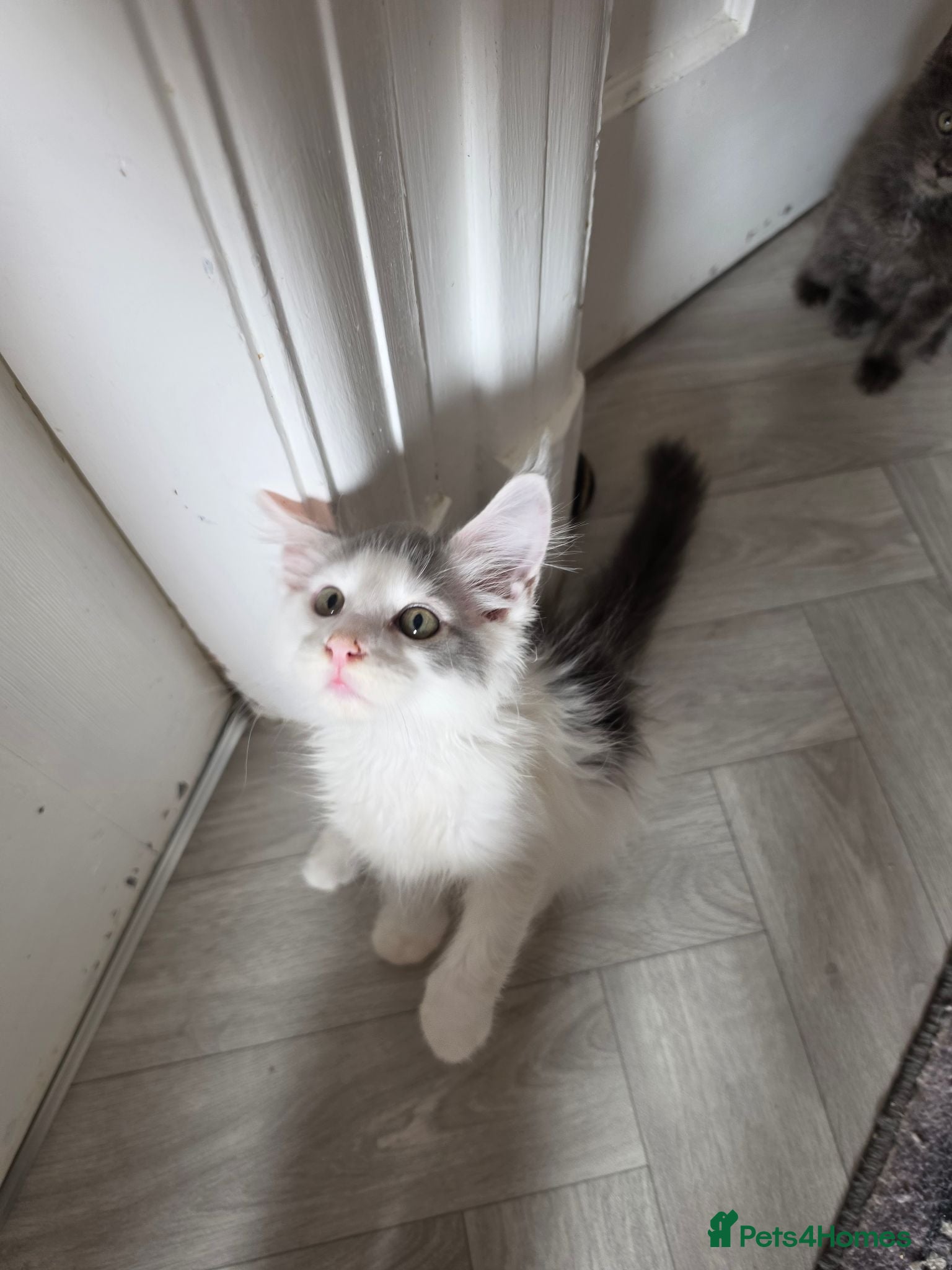 Maine Coon cats TICA REGISTERED STUNNING KITTENS  - Advert 14