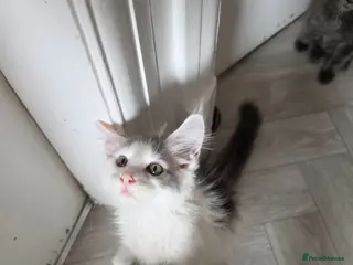 Maine Coon cats TICA REGISTERED STUNNING KITTENS - Advert 14