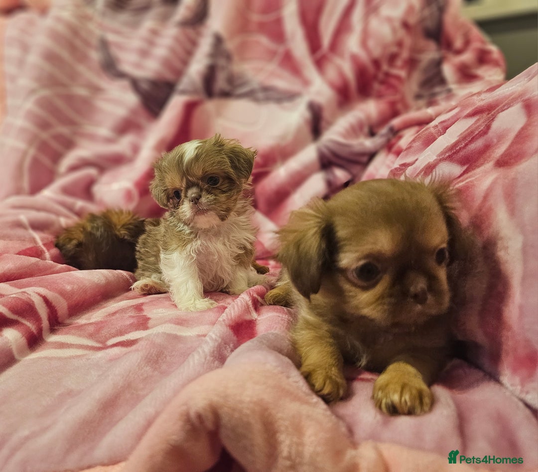 Shih Tzu dogs for sale: Beautiful shih tzu puppies  - Advert 17