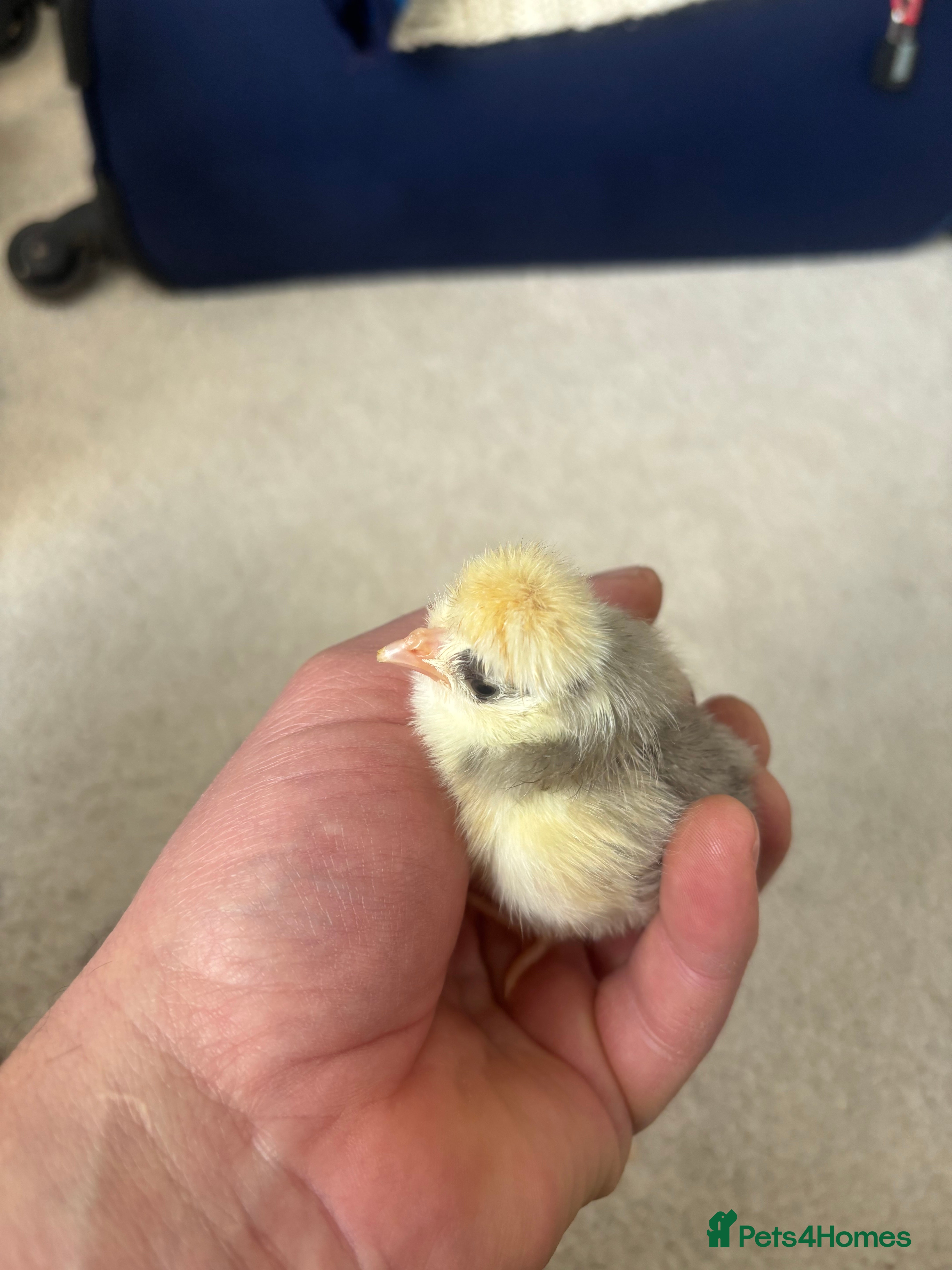 Chickens poultry Polish bantam chicks , Serama eggs - Advert 15