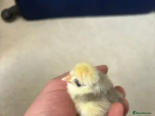 Chickens poultry Polish bantam chicks , Serama eggs - Advert 15