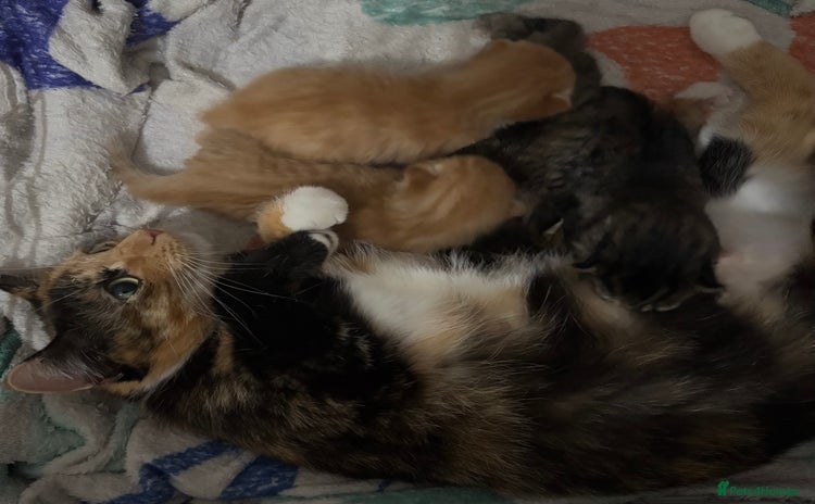 Mixed Breed cats - Advert 15
