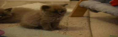 Ragdoll 2