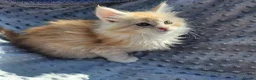 Maine Coon cats for sale: Maine Coon Kittens Ready Now !! - Advert 7