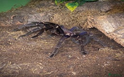 Tarantulas invertebrates for sale: Phormictopus sp. “Dominican Purple”, Adult female - Image 3
