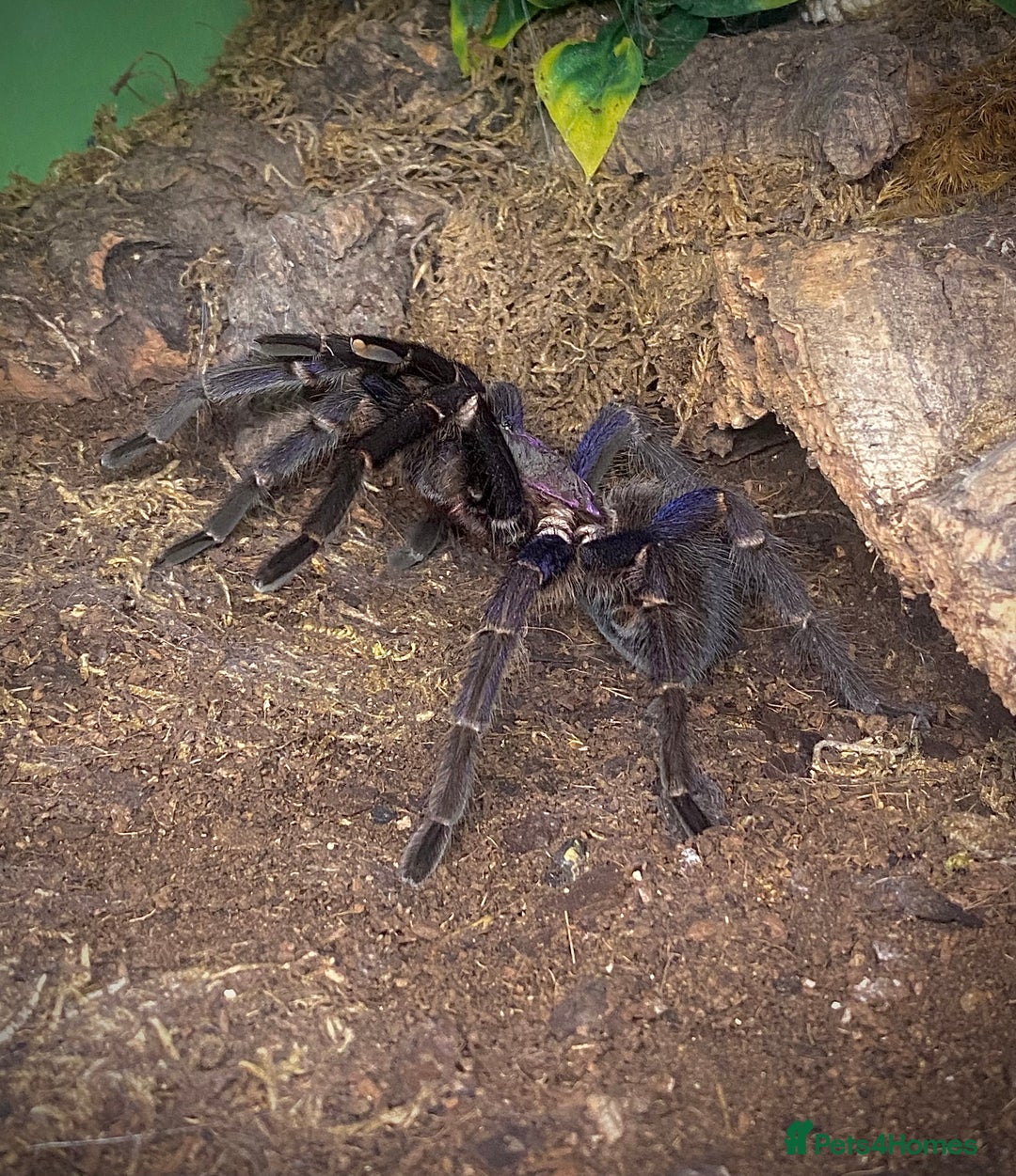 Tarantulas invertebrates for sale: Phormictopus sp. “Dominican Purple”, Adult female - Image 3