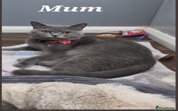 Scottish Fold cats for sale: Scottish Fold/Straight kittens  - Image 3