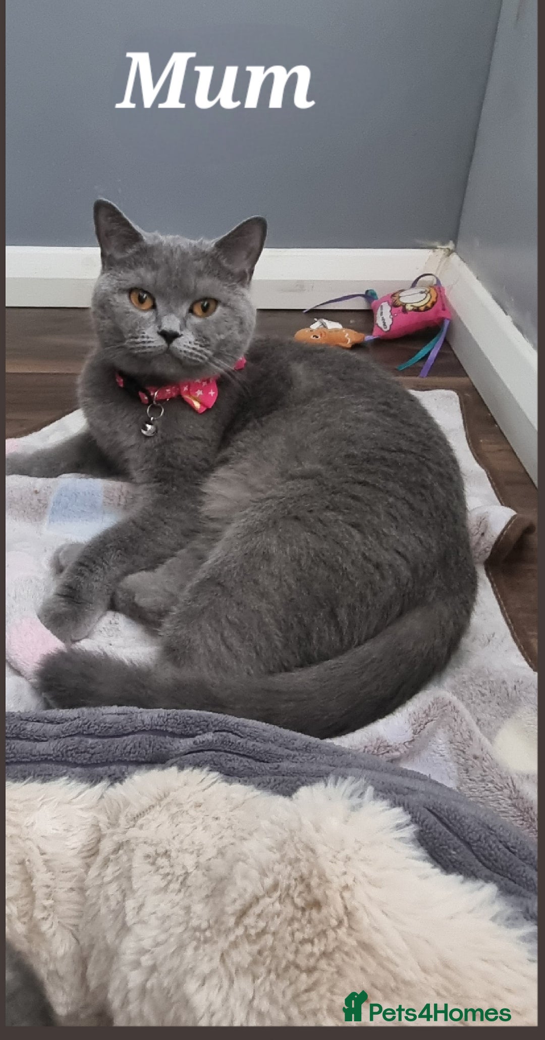 Scottish Fold cats for sale: Scottish Fold/Straight kittens  - Image 3