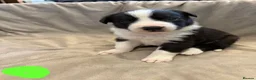 Border Collie dogs for sale: ISDS Border Collie Puppies 🐶 - Advert 16