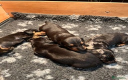Dachshund dogs for sale: Dachshund puppies - Advert 7