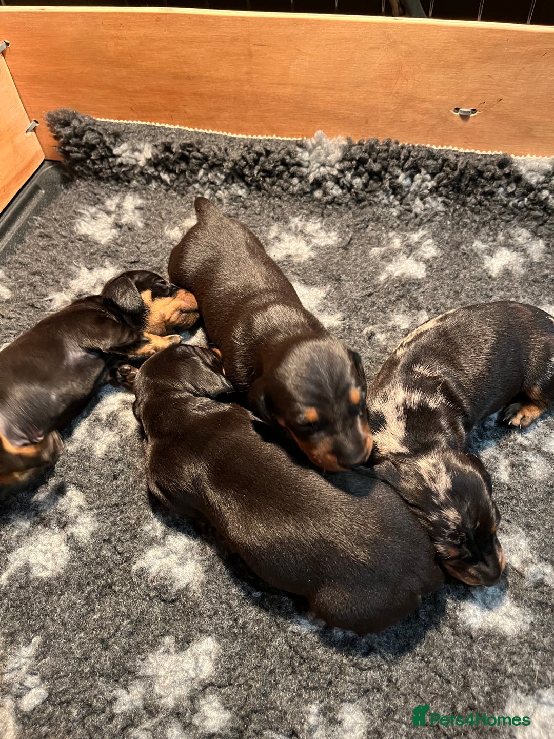 Dachshund dogs for sale: Dachshund puppies - Advert 7