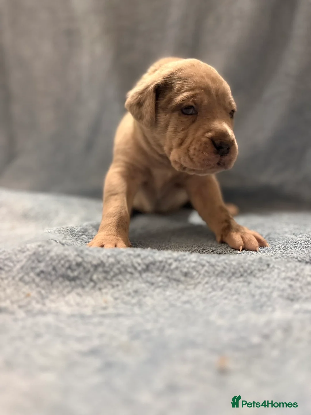 Cane Corso dogs for sale: 🏆 CHAMPION CANE CORSO PUPS 🏆/KC REGISTERED MERLE - Advert 22