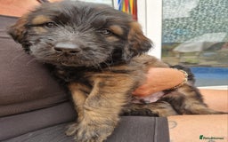 Goldendoodle dogs for sale: MultiGen Goldendoodles  - Image 3