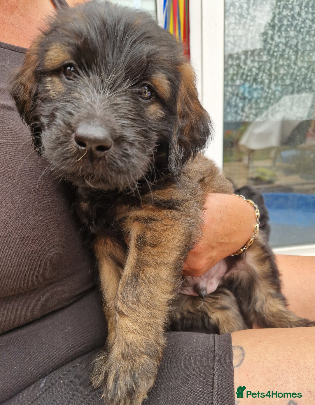 Goldendoodle dogs for sale: MultiGen Goldendoodles  - Image 3