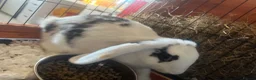 Mixed Breed rabbits for sale: Two female bunnies for sale  in Woking - Advert 4