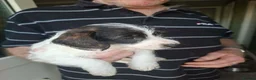 Jackapoo dogs for sale: JACKAPOO READY NOW. - Advert 15
