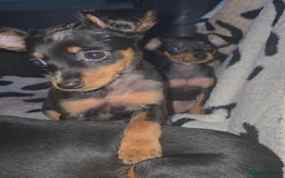 Miniature Pinscher dogs for sale: Miniture Pinscher/Prague Ratter  - Image 14