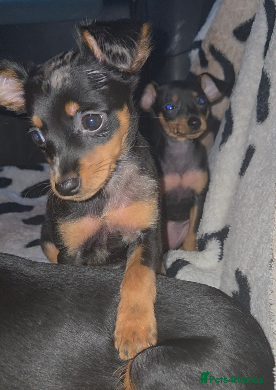 Miniature Pinscher dogs for sale: Miniture Pinscher/Prague Ratter  - Image 14