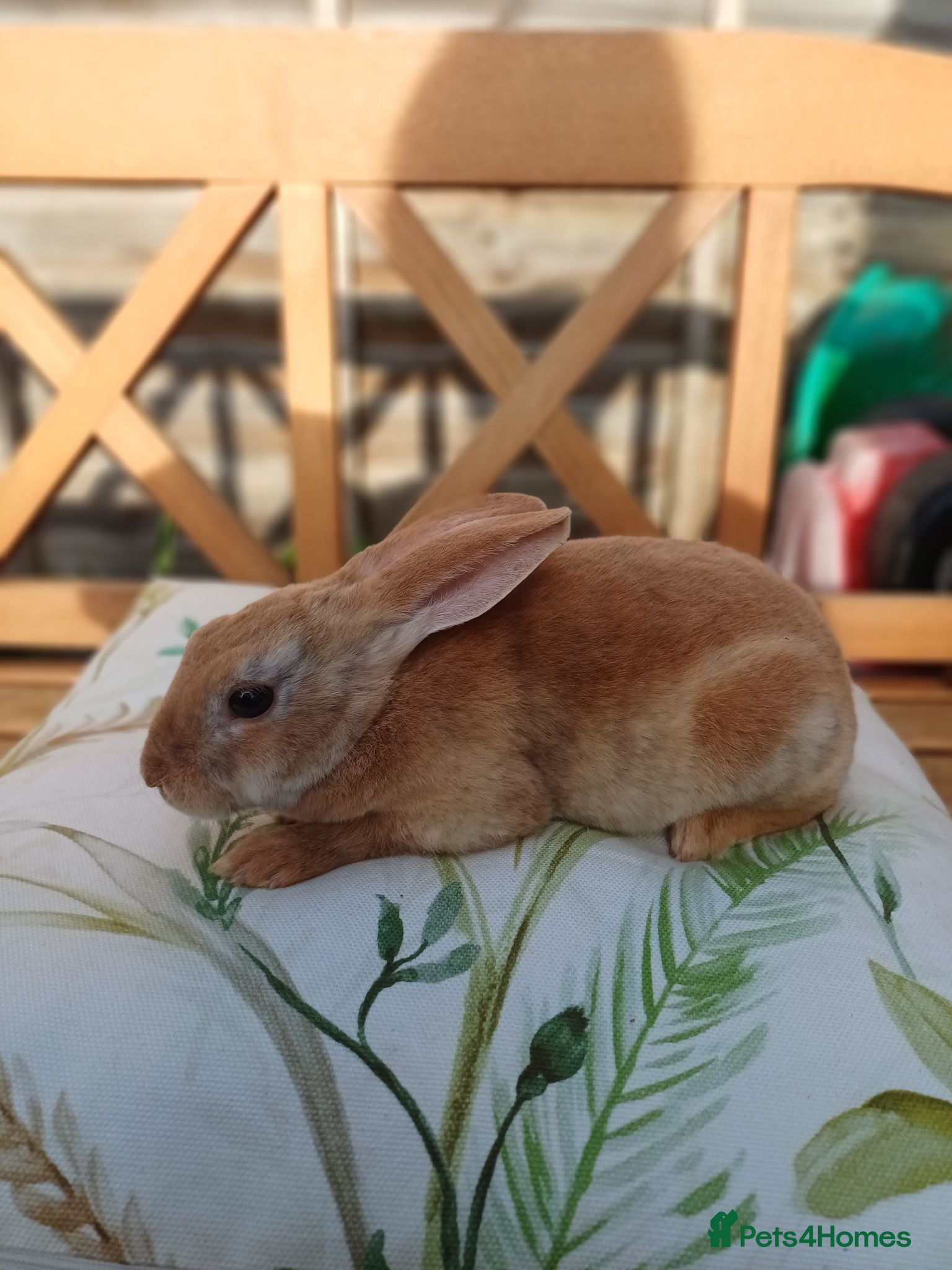 Rex rabbits Gorgeous harlequin marked mini rex girls - Advert 15