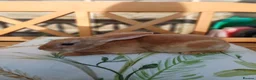 Rex rabbits for sale: Gorgeous harlequin marked mini rex girls - Advert 7