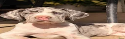 Great Dane dogs for sale: Great Danes puppies  - Advert 11