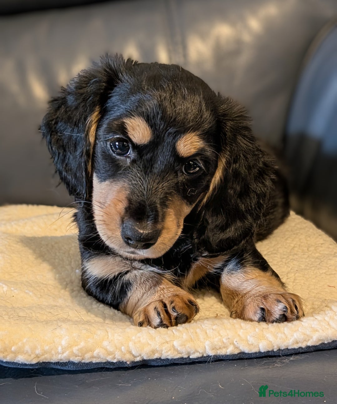 Miniature Dachshund dogs for sale: Miniature Longhaired Dachshunds - Image 5