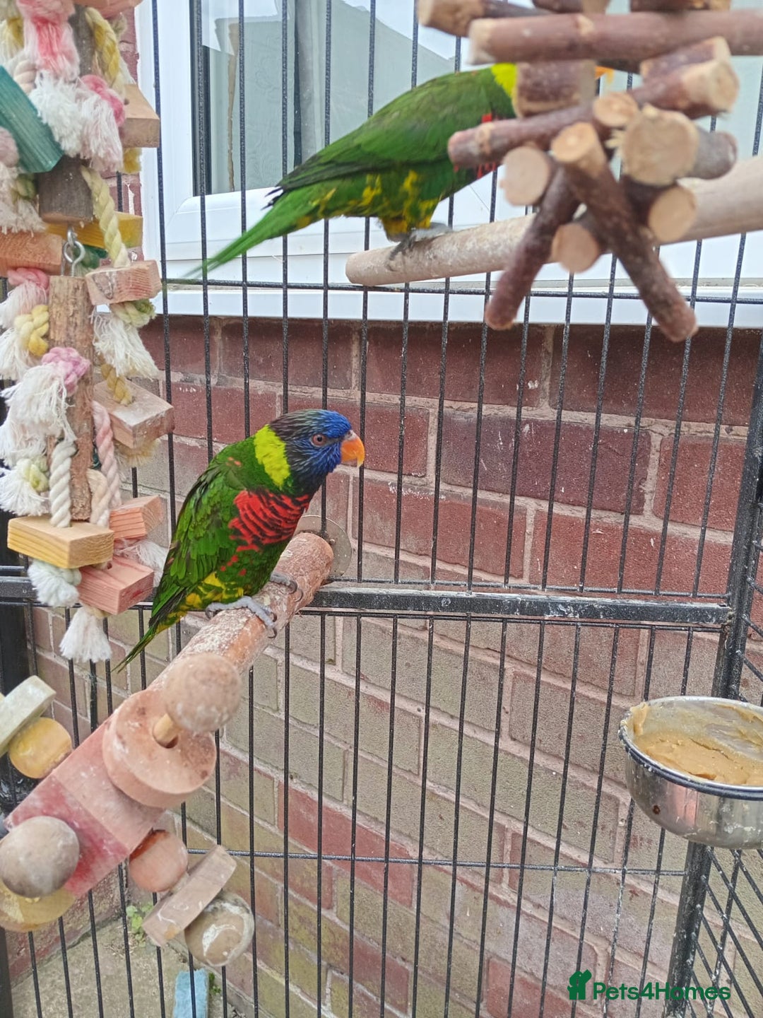 Lorikeets birds for sale: Breeding pair lorikeets  - Image 2