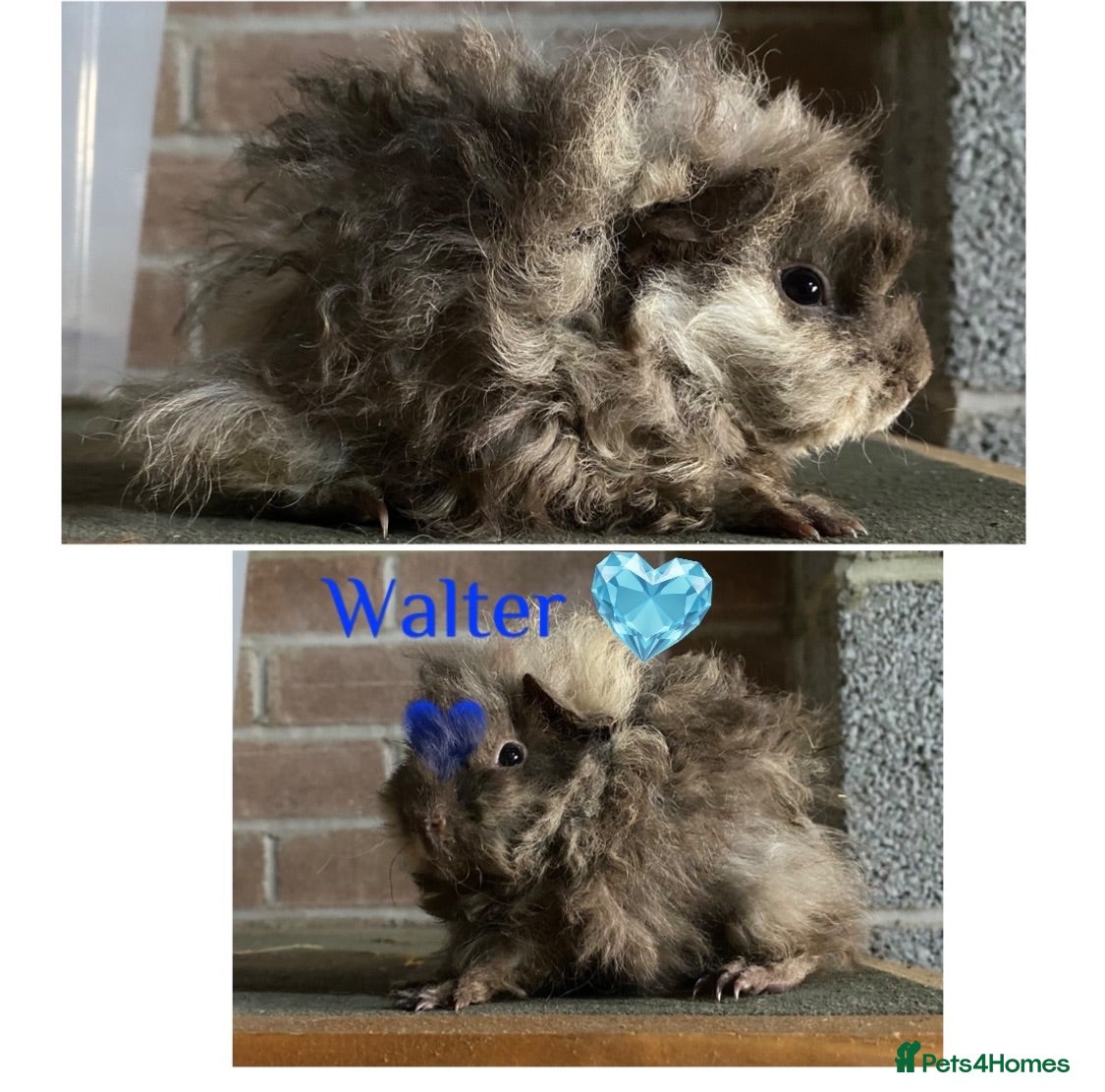 Guinea Pig rodents Pedigree Lunkarya Guinea pigs  - Advert 1