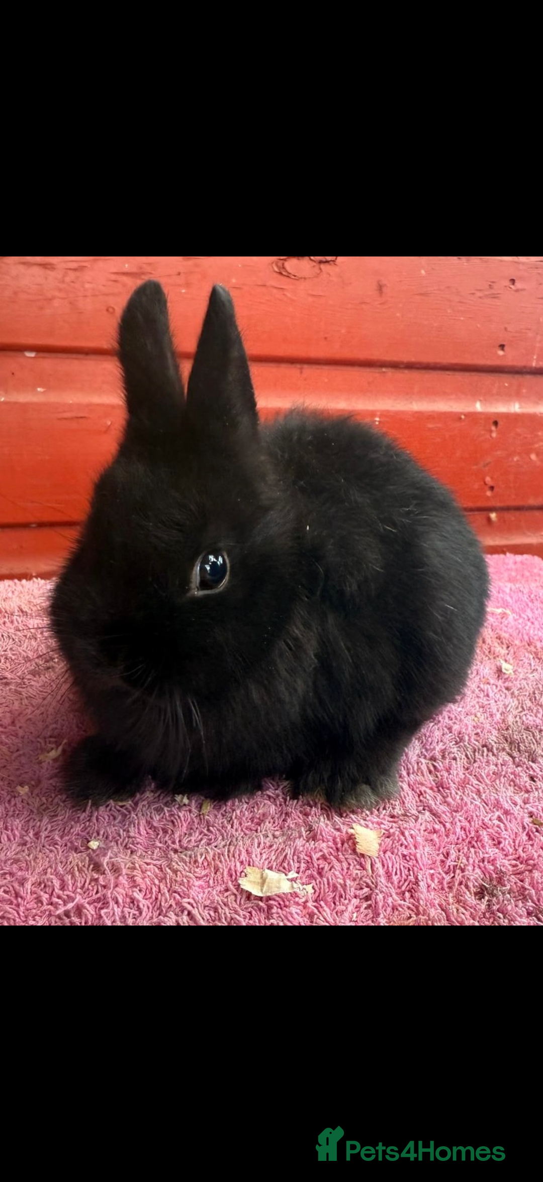 Netherland Dwarf rabbits for sale: Young Netherland Dwarfs - Advert 13