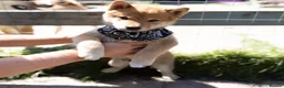 Japanese Shiba Inu dogs for sale: Outstanding original Japanese Shiba Inu puppies  - Advert 19