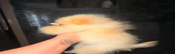 Pomeranian dogs for sale: ✨ Exceptional Pomeranian Puppies – KC Reg ✨ - Advert 14