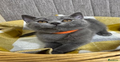 British Shorthair cats - Advert 11