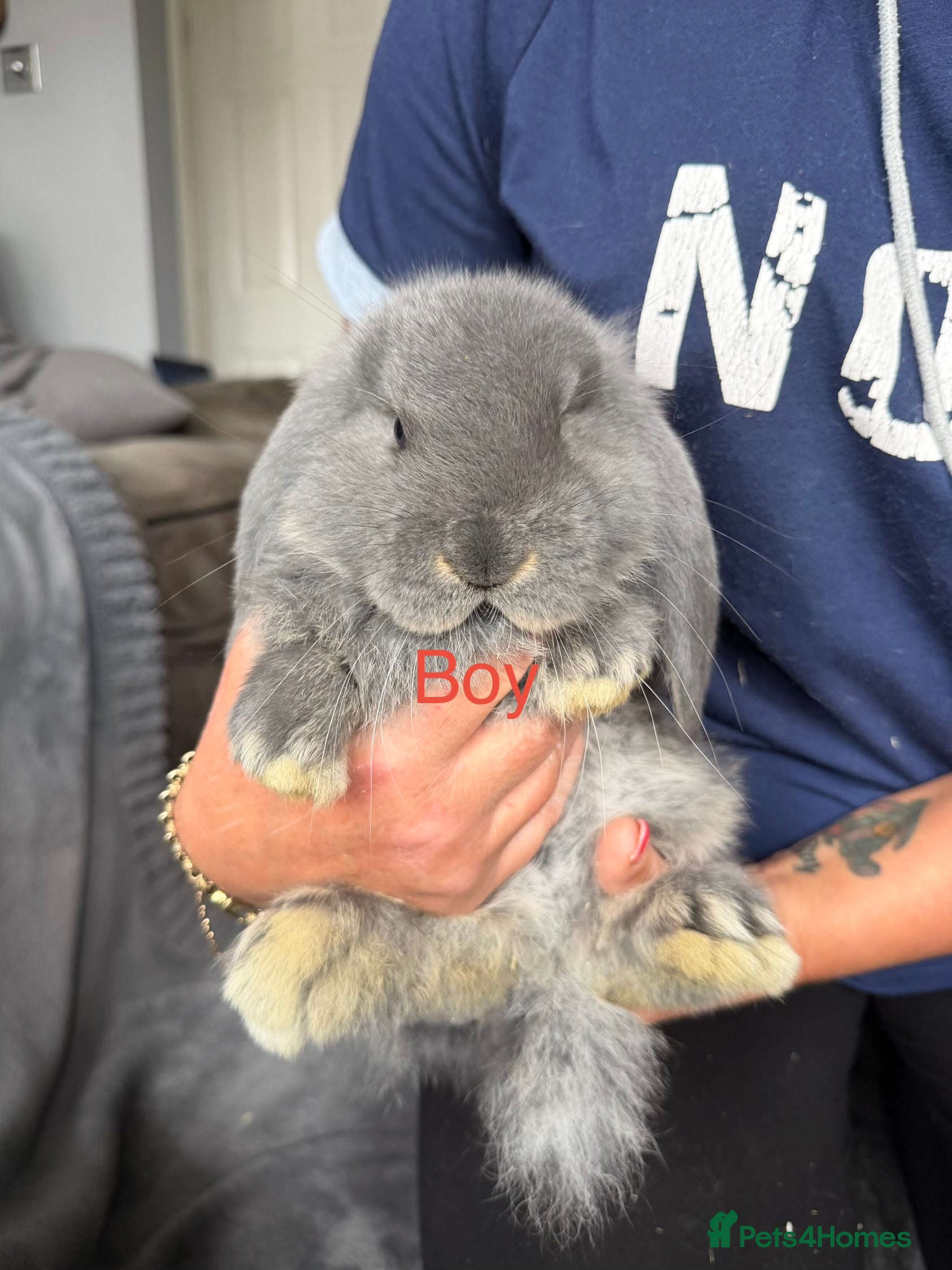 French Lop rabbits French lops  - Advert 5
