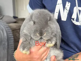 French Lop rabbits French lops - Advert 5