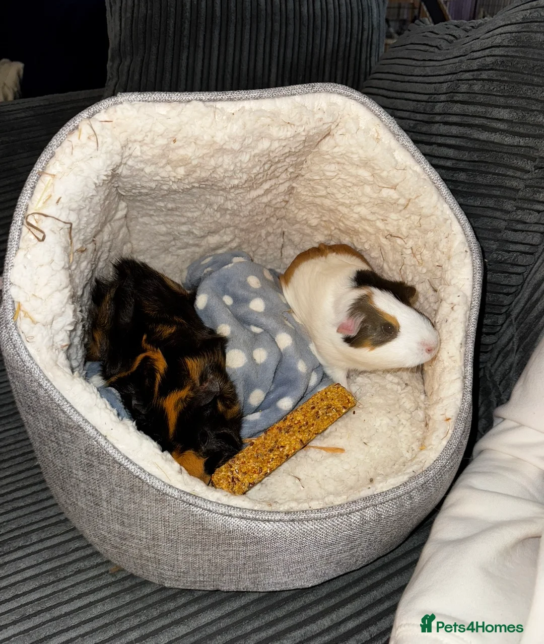 Guinea Pig rodents for sale: 2 x Female Guineapigs    - Advert 2