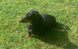 Dachshund dogs for sale: Standard dachshund girl  - Image 1